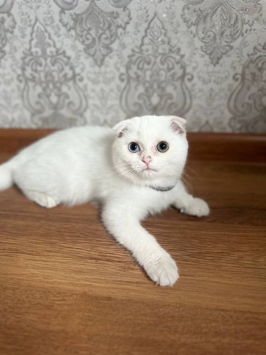 Rus uy qurilishi porno tomosha qilish