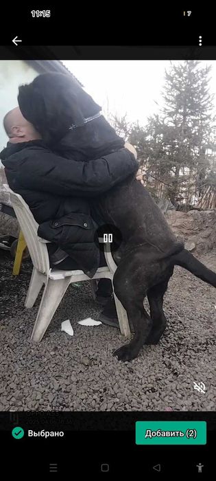 Щенки мастино наполетано