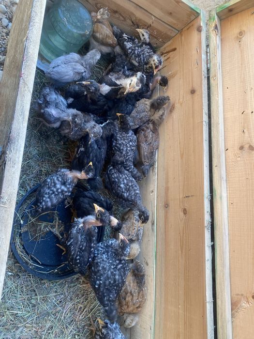 Цыплята  месячные