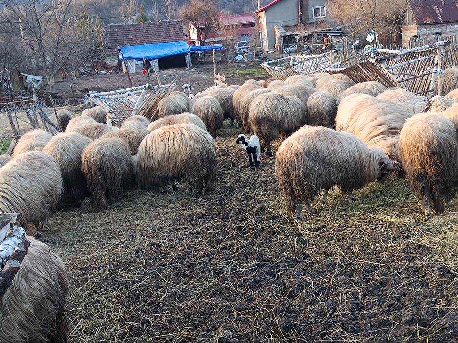 Vand oi, miei si berbeci