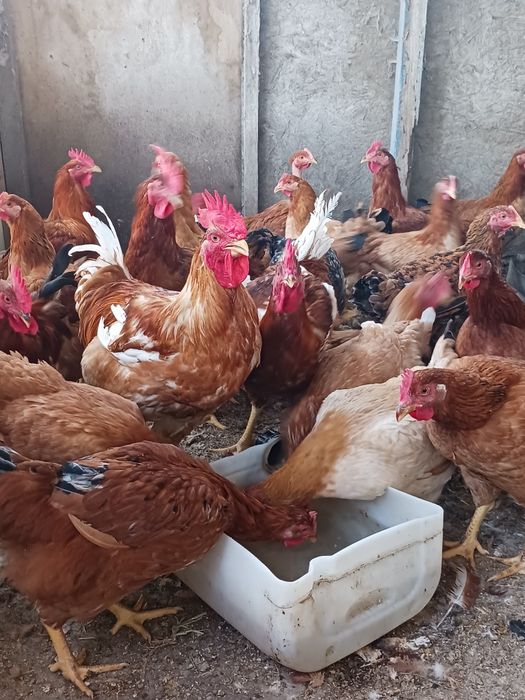 Vand gaini de tară .