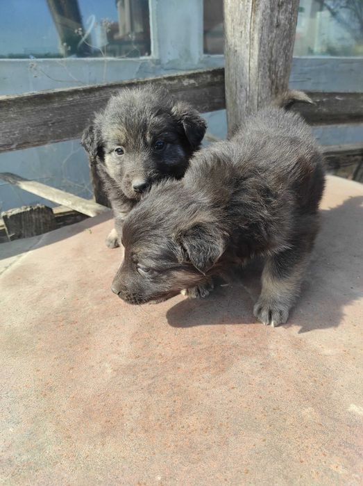 Подарявам кученца