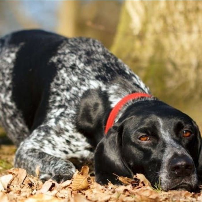 Бронь щенков породы курцхаар