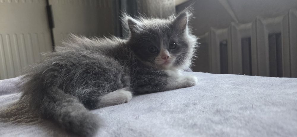 Отдам двух котят (девочки)