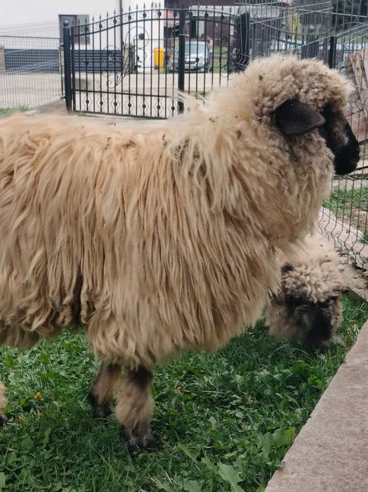 Oi din această primăvară