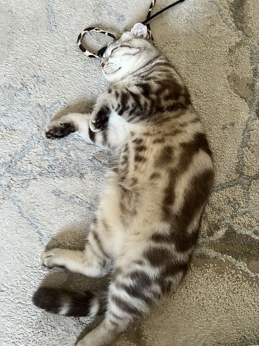 Отдам кота в хорошие руки