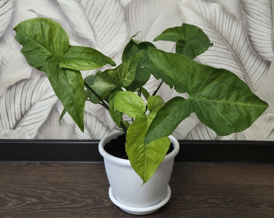 Продам комнатные цветы.