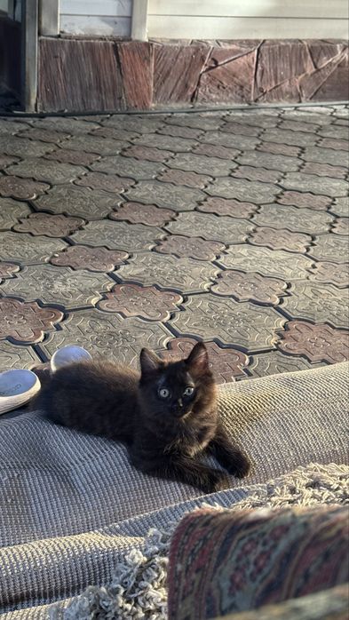 Отдам котят бесплатно