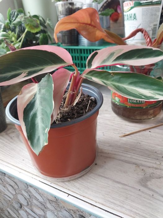 Комнатные цветы.