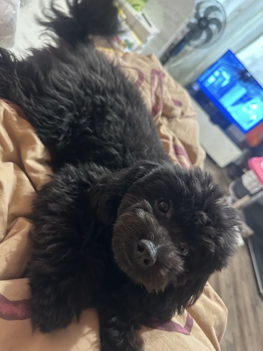 Той пудел и померан кръстоска