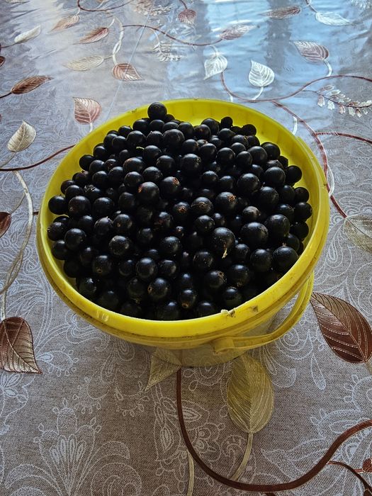Свежая смородина 8 л