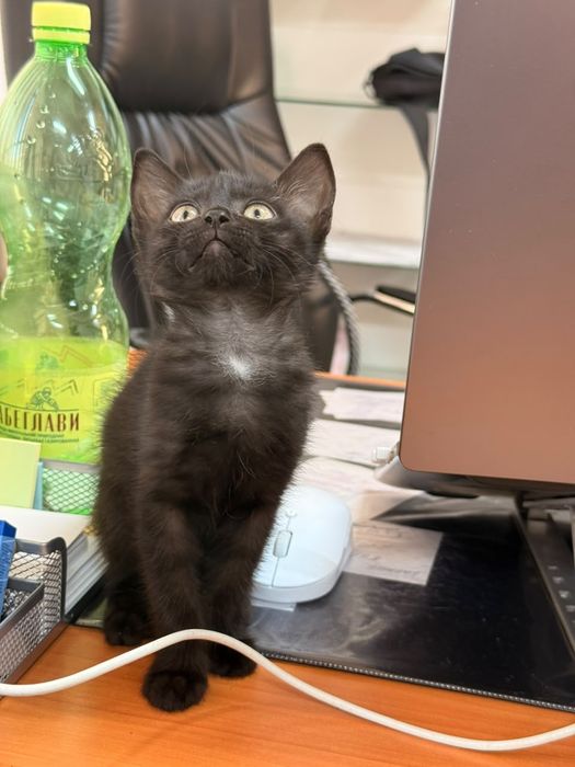Отдам котенка в хорошие руки