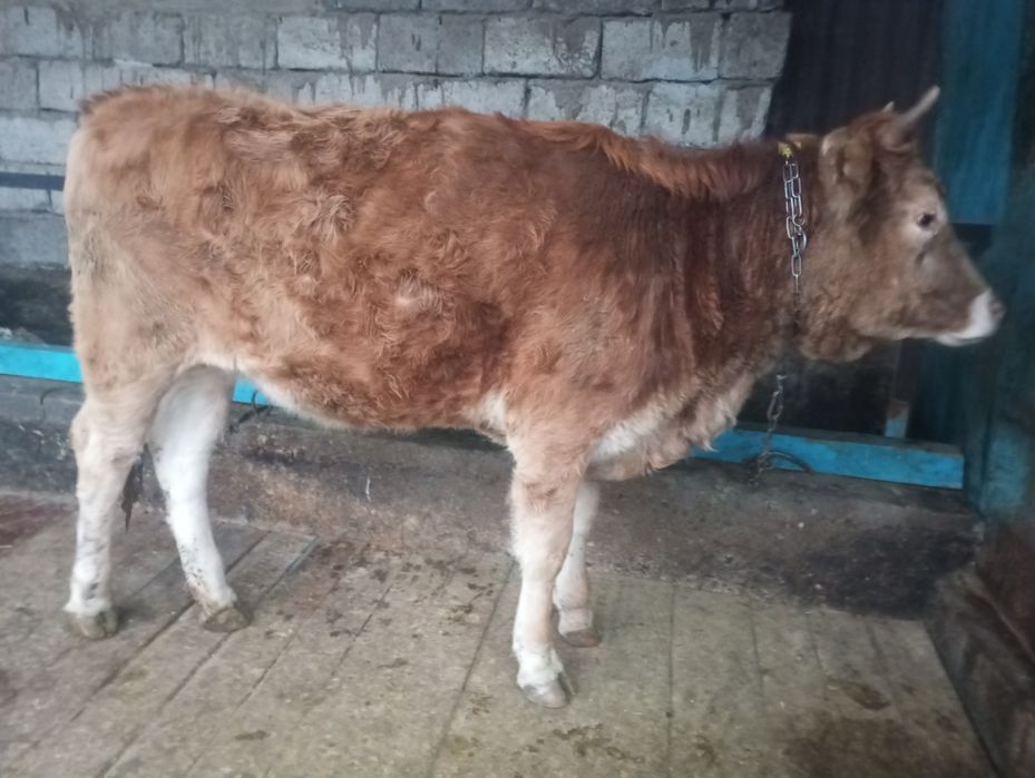 Продам жирную телку