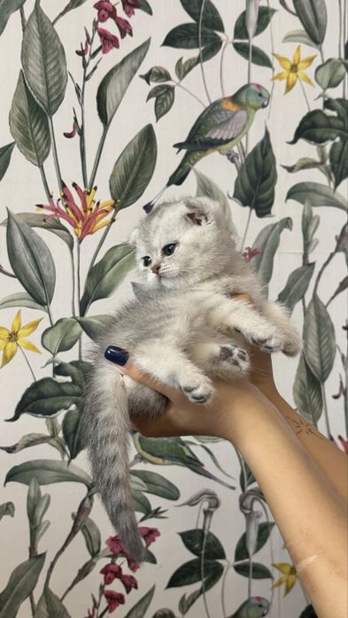 очаровательные шотландские котята