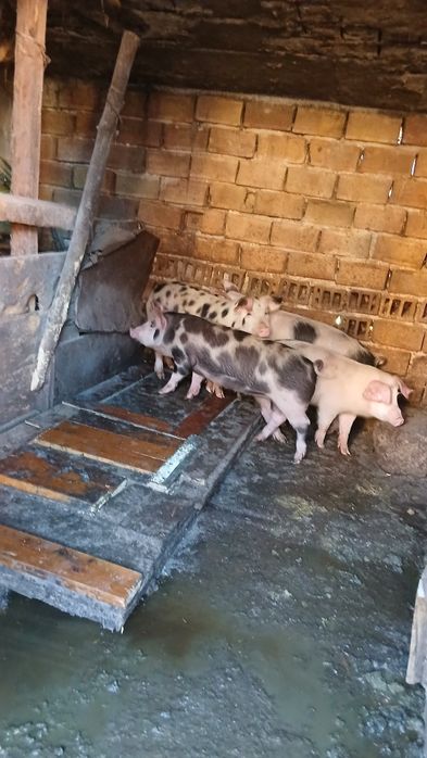 Домашни Прасета 4броики