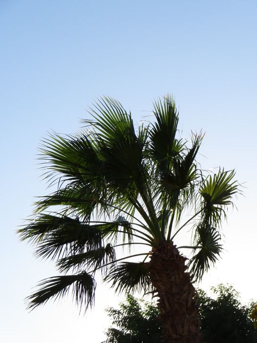 Камера Canon SX740 HS