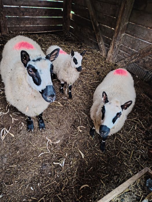 Oi Kerry hill, 2 mioare