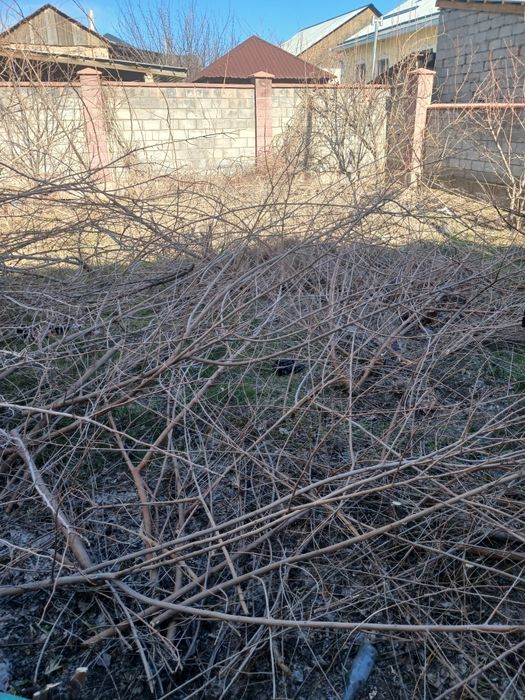 Ағаш бұтақтар көп