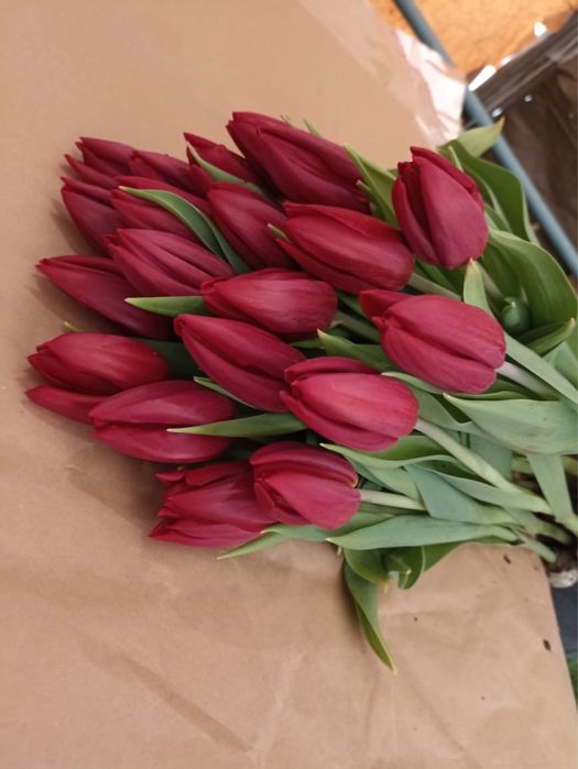 Тюльпаны оптом и розницу