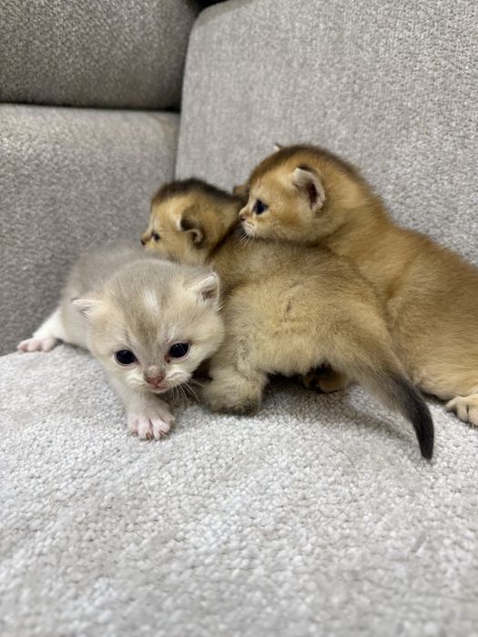 Котята шотландские вислоухие