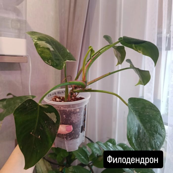 Продам комнатные цветы