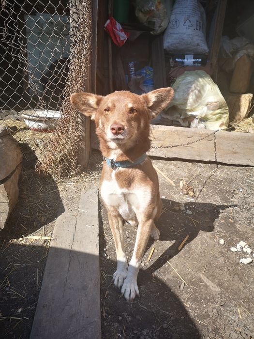 Отдадим в хорошие руки