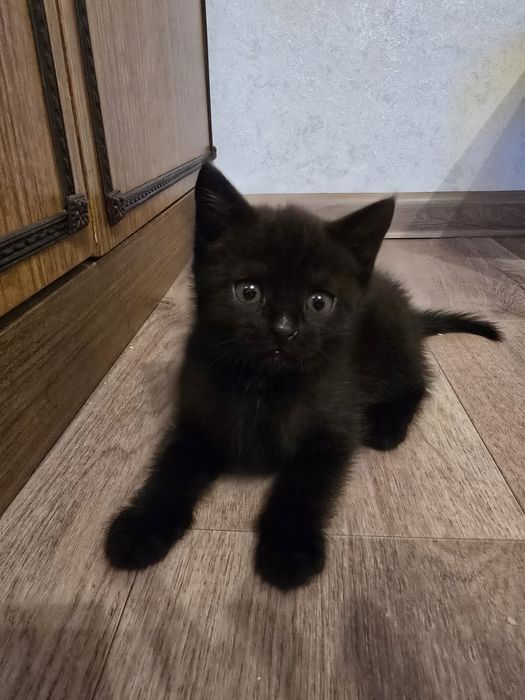 Котята очень ждут именно вас