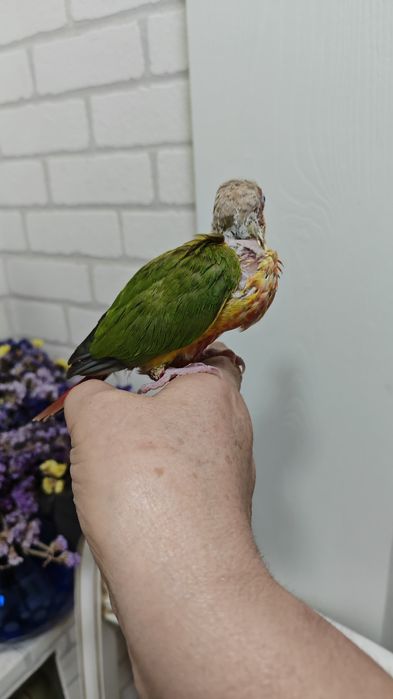 Продаётся птенец Ананасовой Пирруры.