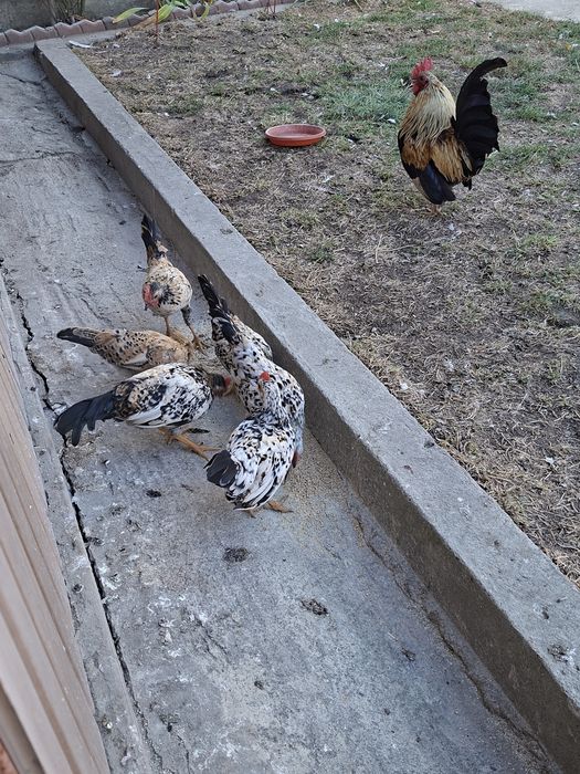 Cocoși de "munte"