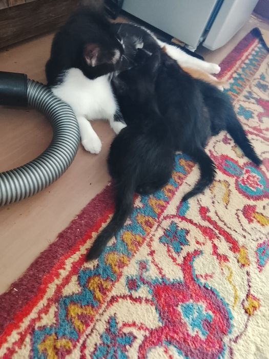 Продаются котята