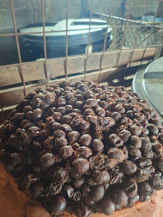 Prune de vânzare