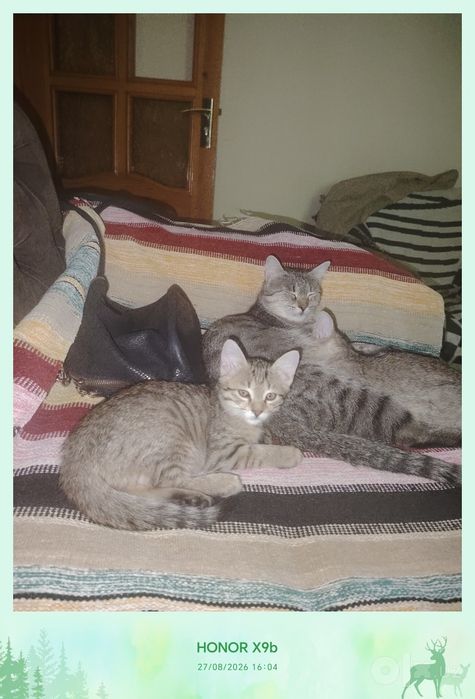 Котики беспородные