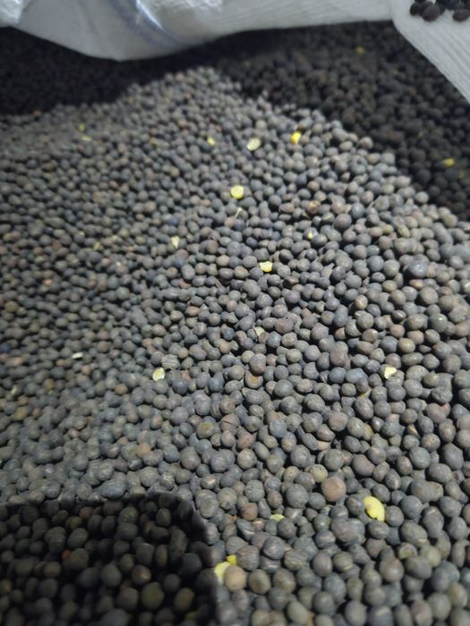 Sămânță Mazariche pentru Borceag, Sorg Roșu, Sudan, Ovăz, Orzoaica