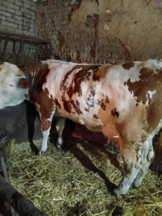 Vând vaca prima fătare cu vițică