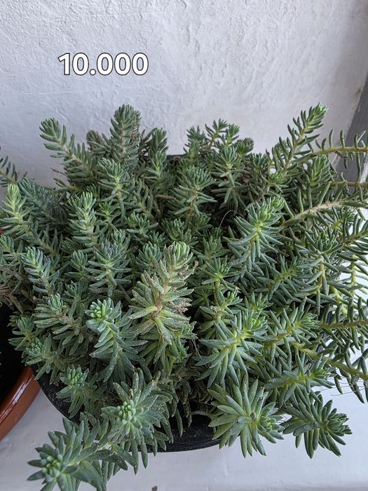 Продаётся почвокровная трава (ёлочка) трава