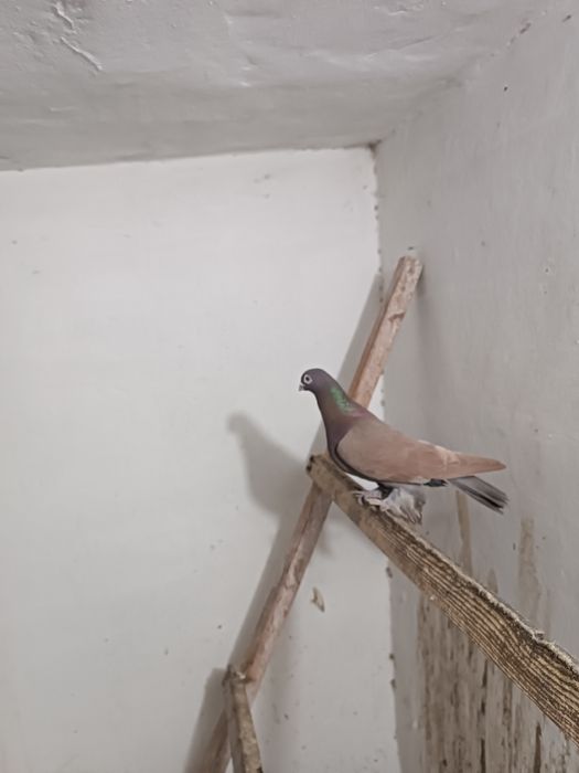 Голуби. Кептер. Кус