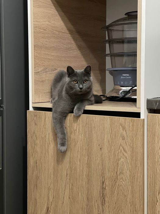 Ищем невесту для моего котика!