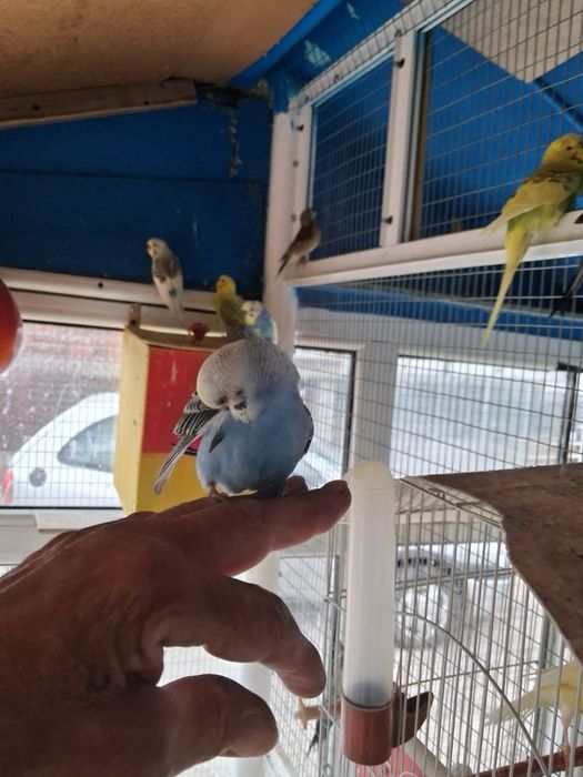 Папагали вълнисти и корели