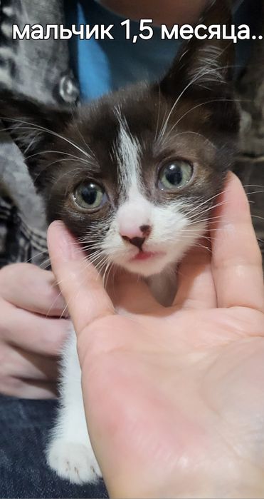 Отдам кошечку 1,5 года ,стерелизована и  котят в хорошие руки