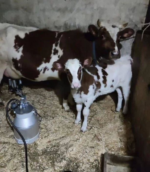 Продам корову молочную