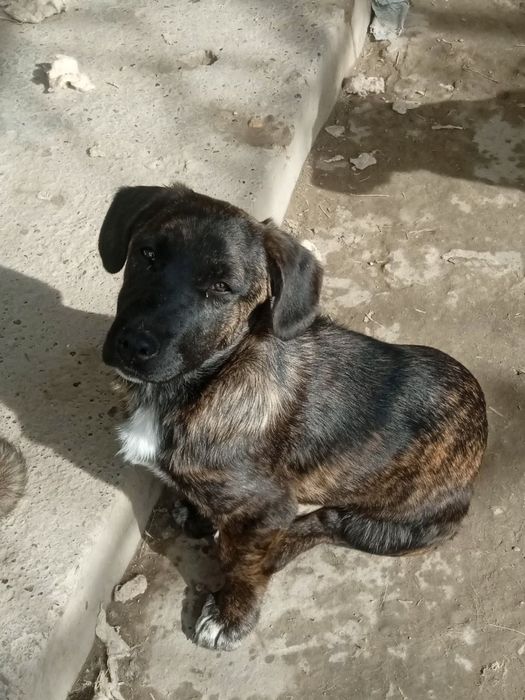 Продаются ЩЕНКИ! Ретривер+метис