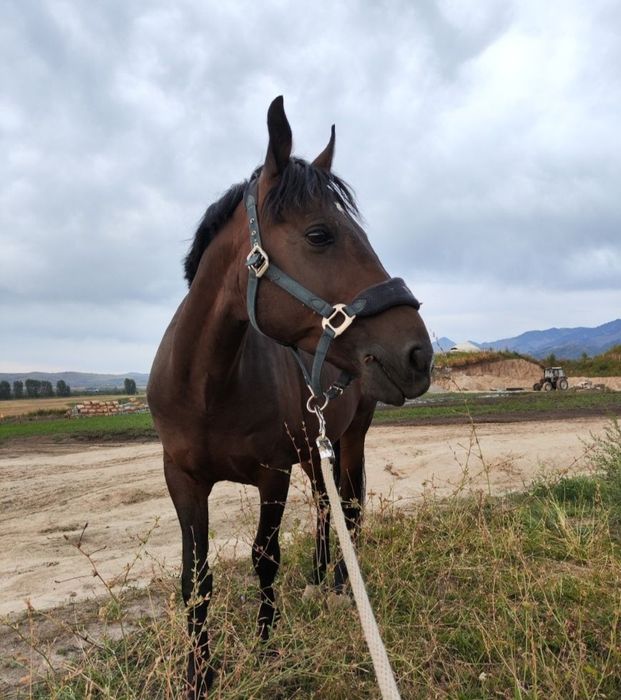 Мерин полукровный