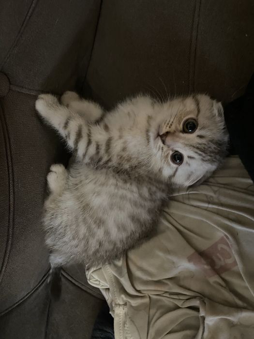 Котята шотландские вислоухие