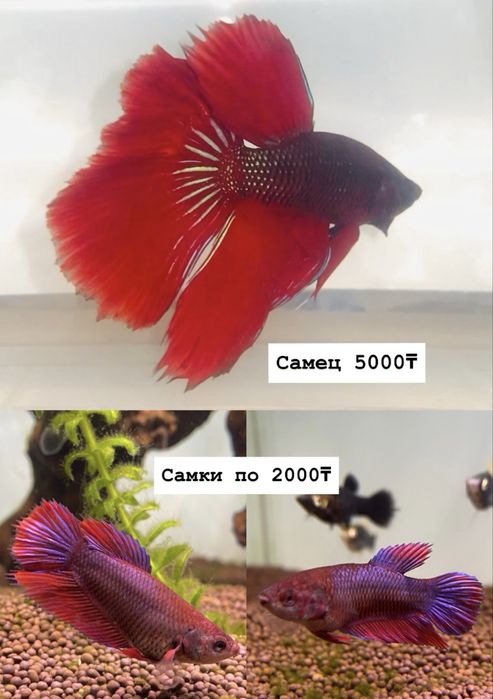 Аквариум шар для петушков 10 литров