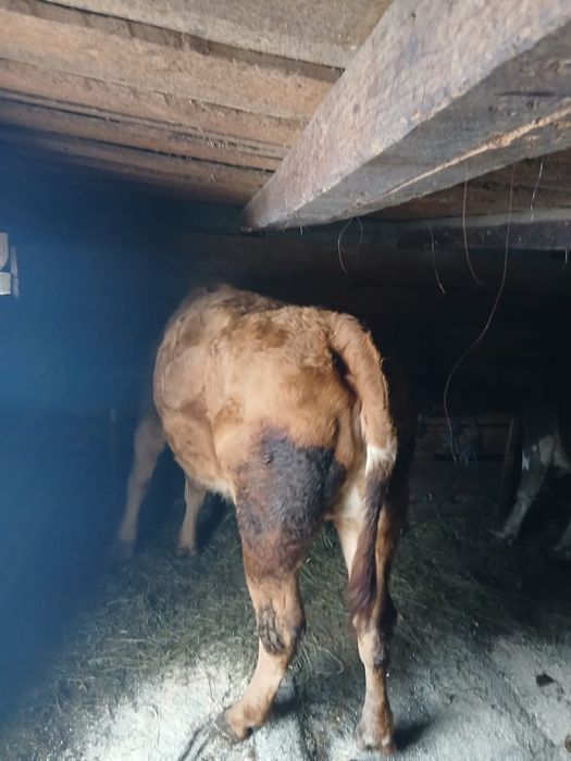 Vând vacă tânără