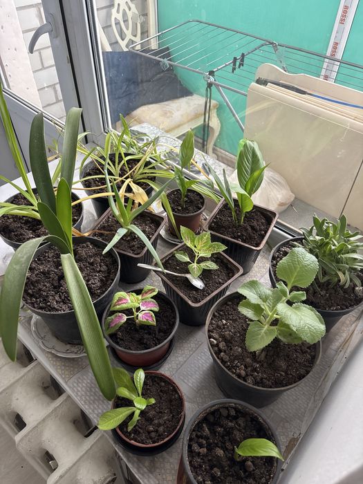 Комнатные растения цветы