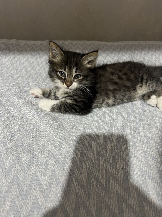 Котята одам в хорошие руки