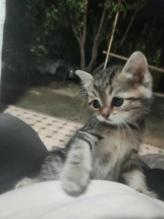 Продаётся котёнок шиншила