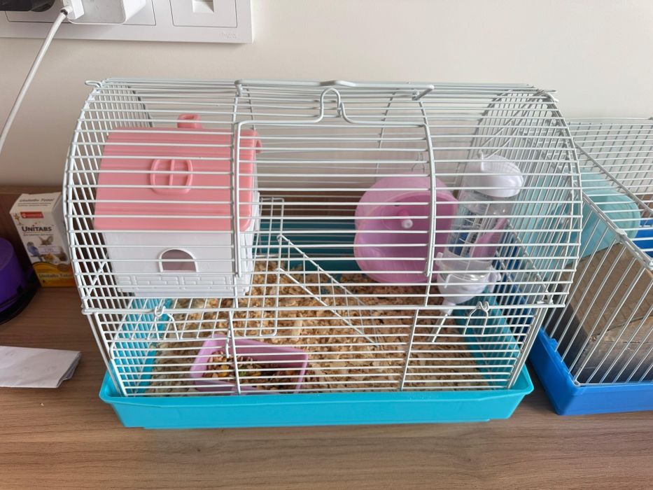 Хомяки, отдам даром, 2шт