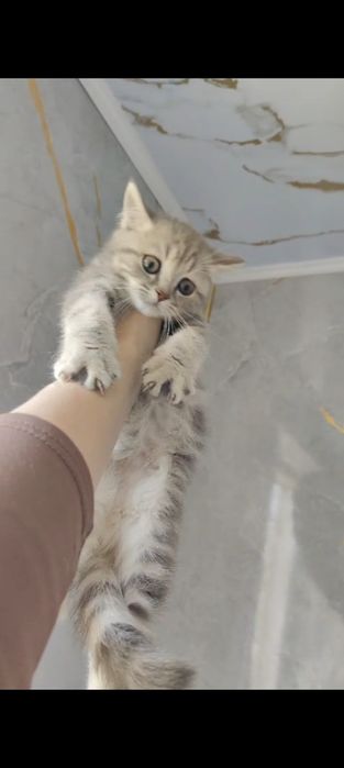 Мраморные Котята Британцы
